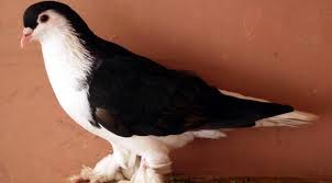 Burung ini punya usia kurang lebih mampu bertahan hidup selama 80 tahunan gambar burung dara bagus. 10 Burung Merpati Hias Yang Memanjakan Mata Lifestyle Fimela Com