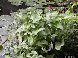 Image result for Monochoria