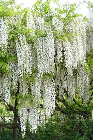 Buy Snow Showers Wisteria Vine Free Shipping 3 Gallon For Sale Online From Wilson Bros Gardens