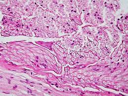 Animal tissue cell biology background colorful life science abstract art beauty bright closeup cytoplasm diagnostic disease education embryology exploration fiber healthy histology illness innovation magnify medical microscopy morphology nano organ painted research section shape stem structure. 1 4 3 Animal Tissues Siyavula Life Sciences Grade 10 Openstax Cnx