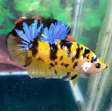 Yellow Galaxy Koi Ikan Cupang Ikan Hewan