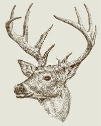 Hirsch Zeichnen Stock Vektorgrafik Freeimages Com