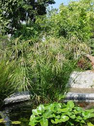 Image result for Cyperus sp.no.3