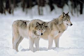 Currently, wolves in canada occupy approximately 90 percent of their . Why Do Wolves Howl Britannica