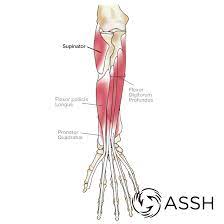 The muscle has two tendons that attach it to the bones of the scapula bone of the shoulder and one tendon that attaches to the radius bone at the elbow. Body Anatomy Upper Extremity Tendons The Hand Society