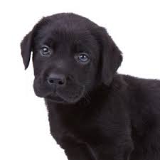 Lab puppies | worlds cutest dog. Labrador Retriever Puppies Petland Summerville