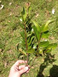 Image result for Anisophyllea quangensis