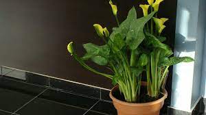Planting A Calla Lily In A Pot Care Of Container Grown Calla Lilies Lily Plants Growing Lilies Calla Lily