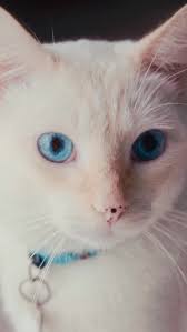 un taller con gatitos y perritos de @milanimalia.ec, te medica el  corazón❤️‍🩹