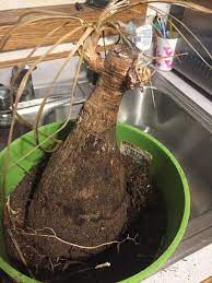 We did not find results for: Ponytail Palm Beaucarnea Recurvata Step By Step Guide Our House Plants