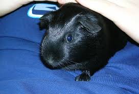 Guinea Pig Eye Colors Their Rarity With Pictures Pet Keen