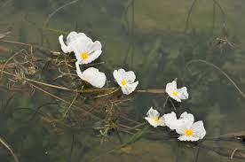 Image result for Ottelia