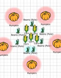 companion planting three sisters garden plans