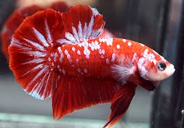 Kami menjual ikan cupang hias seperti ikan cupang giant, plakat, halfmoon, crowntail, dan ikan cupang hias jenis lainnya. 78 Gambar Cupang Galaxy Paling Keren Gambar Pixabay