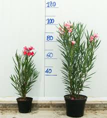 Mes lauriers roses (jaunes et roses) plantés en pleine terre, région très chaude et ensoleillée, font une floraison au printemps puis les fleurs sèchent j'ai un laurier rose depuis juin 2017 en pot et il lui pousse comme un énorme haricot vert. Quelques Conseils Pour Vos Lauriers Les Lauriers Du Pont Du Gard Specialiste En Lauriers Roses