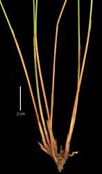 Image result for Tetraria