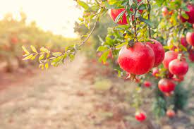 When do you pick a ripe pomegranate tree? How To Identify A Ripe Pomegranate