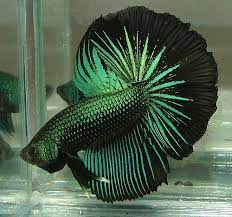 Is green algae bad for your betta? Pin By Wolle Wolverine On Fancy Bettas Betta Fish Betta Fish Types Betta