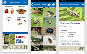 Schön, wenn man beobachtete insekten gleich mit einer app bestimmen kann. Insekten Bestimmen Die 3 Besten Kostenlosen Apps Im Test