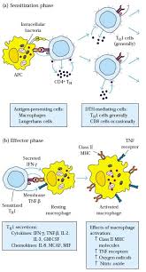 Phases Of Reaction Sensitizaiton Phase The Development Of The Dth Response Begins With An Medical Laboratory Science Immunology Medical Laboratory Scientist