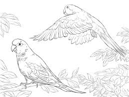 Two Quaker Parrots Coloring Page Free Printable Coloring Pages Animal Coloring Pages Bird Coloring Pages Coloring Pages
