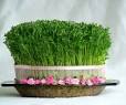 نتیجه تصویری برای درست کردن سبزه عید با عدس