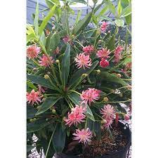 Check spelling or type a new query. Illicium Woodland Ruby Pink Anise Plants Arboretum Woodland