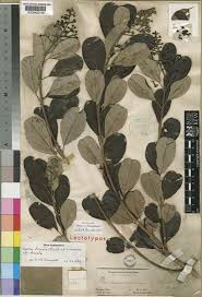 Image result for Ozoroa