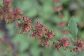 Image result for Rumex nepalensis