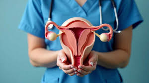 Image result for uterus
