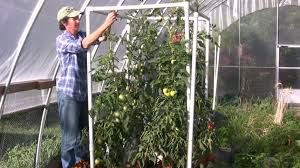 Check spelling or type a new query. Lower And Lean Tomato Technique Tomato Trellis Part 2