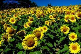 The plant was first domesticated in the americas. Bunga Matahari Bisa Menangkal Radiasi Nuklir