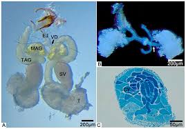 Image result for Spermacoce latituba