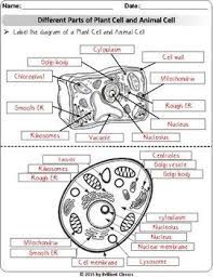 A lesson on the structure, function, and parts of a cell. Animal Plant Cell Review Research Worksheets Digital Distance Learning Animal Cell Cells Worksheet Cell Parts