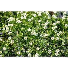 Image result for Sagina