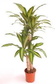 3 Plantes Pour Nettoyer L Air De Votre Maison Plantes Qui Purifient L Air Feuilles De Plantes Plante