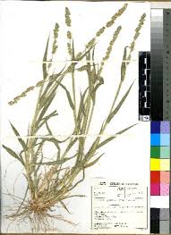 Image result for Urochloa platynota