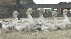 Both types are large in size and very heavy. Toulouse Geese Heritage Poultry Conservancy