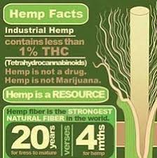 hemp is happening no longer standing in the shadow of its