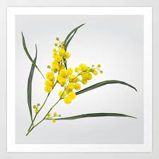 Golden Wattle Art Print Flower Drawing Australian Flowers Flowers