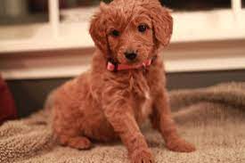 Raising healthy puppies since 2002. Goldendoodle Breeder Ny Goldendoodle Puppies Ny Mini Sheepadoodle Puppies Doodles By River Valley Doodle Puppies River Valley Goldendoodles Puppy Breeder In Ny Near Pa Near Nyc