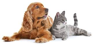 We did not find results for: We Have An Experienced Team Of British Qualified Vets And Nurses Signifying A Very High Level Of Expertise British Veterinary Hospital