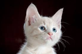 I do not see any wound that would suggest he was in a fight. My Cat Has Sores On Her Face And Chin