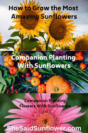 Best Sunflower Companion Plants Vegetables And Flowers With Charts Growing Sunflowers Planting Sunflowers Plants