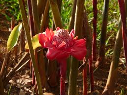 Image result for Etlingera elatior