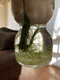 Lucky bamboo is a popular gift for nearly any occasion: Amazing Bamboo Plants Lucky Meaning Only On Interioropedia Com Bamboo Plants Lucky Bamboo Plants Bamboo Landscape