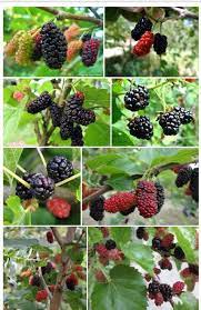 Mencegah buah mulberry secara kimia. Khasiat Buah Mulberry Added A New Khasiat Buah Mulberry