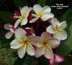 Thai Jade Fantastic Clusters Of Delicate Cream Colored Blooms 3 With A Hint Of Pink Enhanced By A Str Flower Pot Design Plumeria Flowers Fragrant Flowers