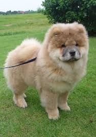 Chow Chow Fiyatlari Bir Diger Adi Ile Cin Aslani Fiyatlari 800 Tl Den Baslayip 2000 Tl Ye Kadar Cikmaktadir Internette Arastirild Komik Hayvan Chow Chow Kopek