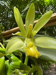 Image result for Vanilla polylepis